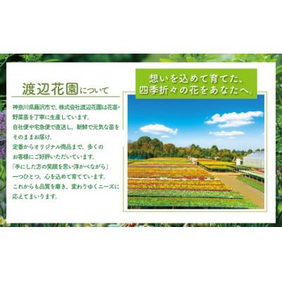 ふるさと納税 藤沢市 【春夏4月中旬〜6月下旬発送分】【生産農場直送】季節の花苗 おまかせ 8〜9ポット |  | 01