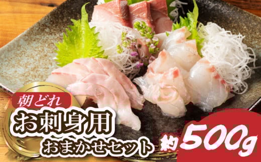 お刺身 おまかせ 2～3種 約500g 盛り合わせ 刺身 刺し身 国産 鯛 ブリ マグロ ヒラマサ カンパチ シマアジ ヒラメ 新鮮 魚 魚介 海鮮 海鮮丼 三重県 南伊勢町 伊勢 志摩 城水産 15