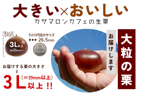 生栗 栗 1kg 1kg×1袋  特大 3L 以上 数量限定 国産 和栗 くり スイーツ 果物 フルーツ 栗きんとん モンブラン 栗ご飯 秋 旬 カサマロン 生産量 日本一 笠間 かさま ギフト プレ