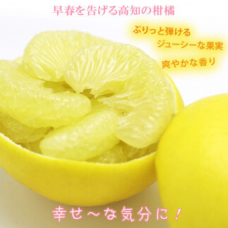 【果樹園直送】土佐文旦 特選品贈答用 約3kg L～2Lサイズ 6～7個入り ぶんたん ブンタン フルーツ 柑橘 みかん 果物 くだもの 柑橘類 デザート おやつ 贈り物 プレゼント 白木果樹園_イメ