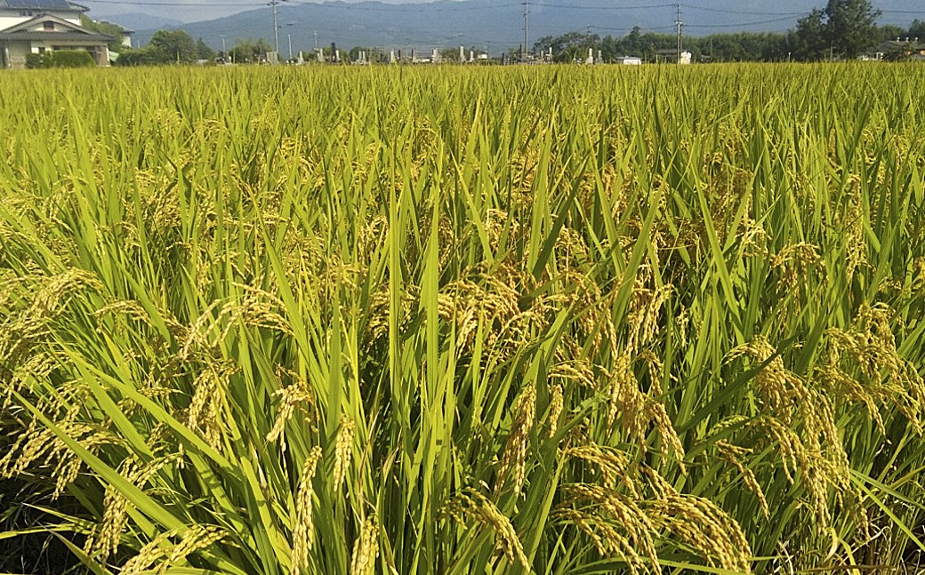 令和7年産 「くまさんの輝き」5kg 
