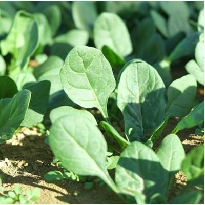 ふるさと納税 普代村 新鮮 採れたて ほうれんそう (185g×12袋) 普代村産 ほうれん草 野菜 やさい サラダ |  | 02