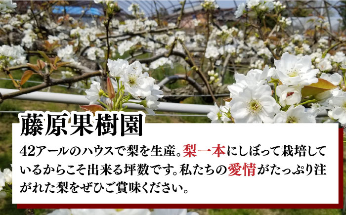 【4回 定期便 】【2024年7月初回発送】南島原の 梨 を 食べ比べ ！ 幸水 豊水 二十世紀 新高 / 梨 なし フルーツ フルーツ定期便 / 南島原市 / 藤原果樹園 [SBV005]