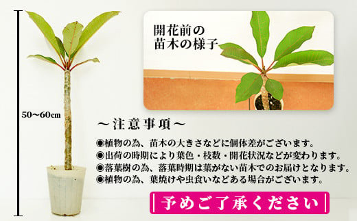石垣島産 プルメリア苗木1本(50〜60cm) NE-5