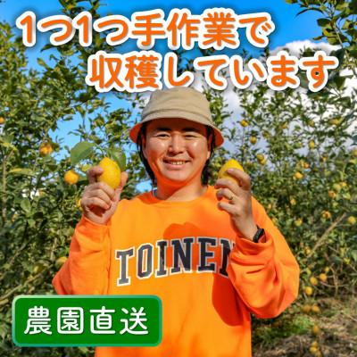 ふるさと納税 松山市 瀬戸内(国産)レモン 1.2kg(8-12個程度) 農園直送 栽培期間中農薬不使用 愛媛県産 |  | 03