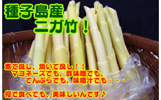【 先行予約 】  種子島 産 ニガダケ （ 根本部分 と 先部分 ） 計２ｋｇ　NFN498【250pt】