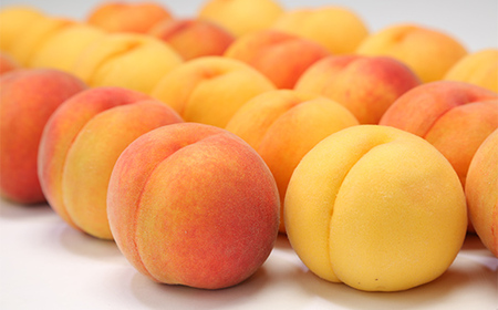 【先行予約 2026年度発送】フルーツ王国山形♪山形 黄桃 5kg ご自宅用 もも モモ 桃 ピーチ きもも おうとう フルーツ 果物 くだもの ギフト 甘い FSY-2552