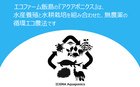 七福来ギフトBOX【 茨城県 つくば市 唐辛子 七味 七味唐辛子 塩 福来みかん 農薬不使用 有機栽培 国産唐辛子 希少 6000 】