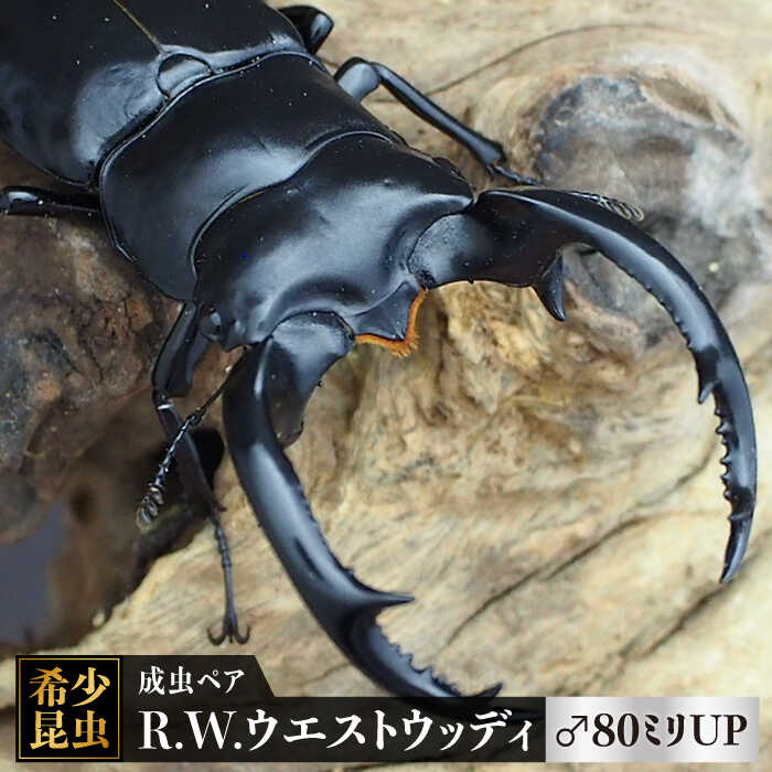 【ふるさと納税】【限定3セット/世界最高のクワガタ】R.W.ウエストウッディ成虫 ♂80ミリUPペア 吉野ケ里町/ドルクス佐賀[FBS011]