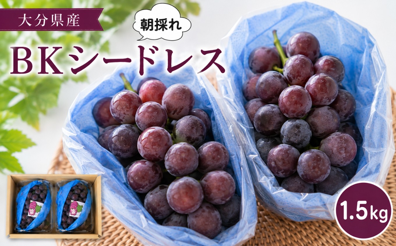 
                  BKシードレス 約 1.5kg ( 2房 ) | いわき農園 葡萄 ぶどう ブドウ 新鮮 産地直送 果物 くだもの フルーツ 朝採れ 大分県産 九州産 大分県 中津市
                