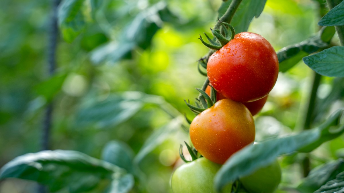 北海道壮瞥町産 ラビットゴッホ1.5kg 中玉トマト SBTAJ002