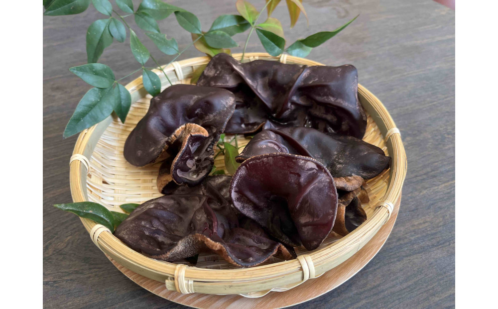 【鳥取県産】生きくらげ 1kg 312011_EZ005