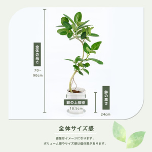 フィカス ベンガレンシス曲がり70cm～90cm 鎌ヶ迫園芸場 IB086-006  観葉植物 観葉植物