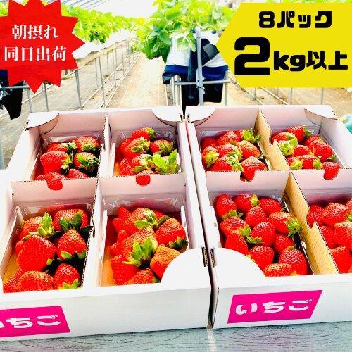 【ふるさと納税】《限定4月発送》 朝採り同日出荷 いちご　御前崎産かおり野　2kg(250g×8パック)｜フルーツ 果物 くだもの 果実 おやつ デザート 静岡 | 期間限定 いちご フルーツ 果物 くだもの 食品 人気 おすすめ 送料無料