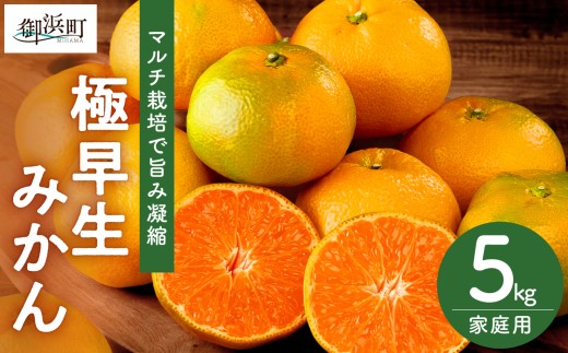 ささのうち農園の 温州みかん5キロ（極早生｜家庭用）【 果物 みかん マルチ栽培 訳あり 家庭用 温州みかん 極早生 ささのうち農園 三重県 御浜町   】