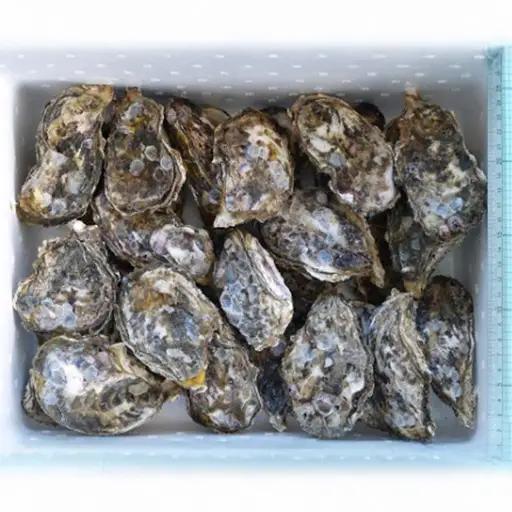 牡蠣 3.8㎏ 馬島産牡蠣 産地直送 FN-Limited-SP