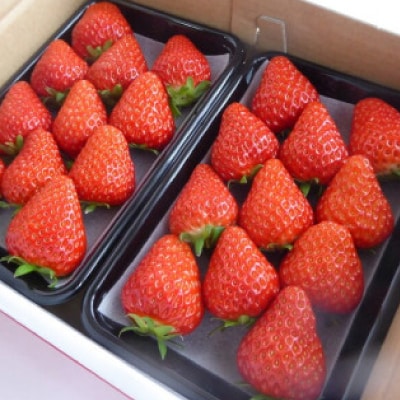 【2025年4月発送開始】岡山県美作市産　おいCベリー(約280g×2パック)【配送不可地域：離島・北海道・沖縄県】