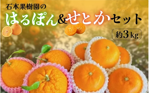【先行予約】石本果樹園の はるぽん ＆ せとか セット　約3kg【2026年3月上旬から3月下旬までに順次発送】 / みかん フルーツ くだもの 果物 先行予約 せとか 不知火