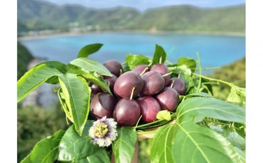 
            【2026年発送】《皇室献上品産地のパッションフルーツ》奄美大島瀬戸内町産　大玉12個入り／約1kg／希少な南国フルーツ／農園オリジナル化粧箱入り
          