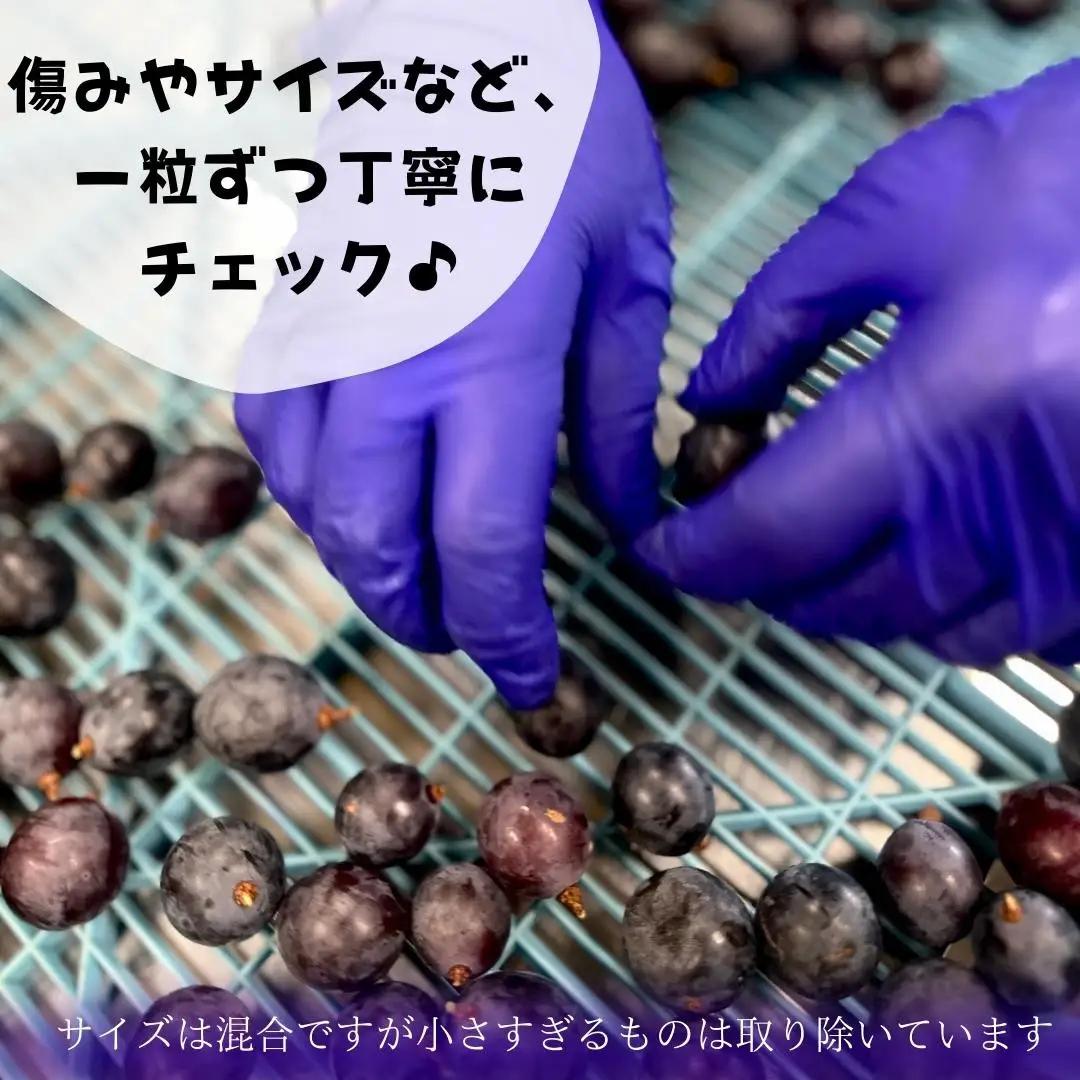 冷凍 種あり 巨峰 約500g 秀優混合 サイズミックス 和歌山県産 産地直送 ぶどう クール便  【みかんの会】  巨峰