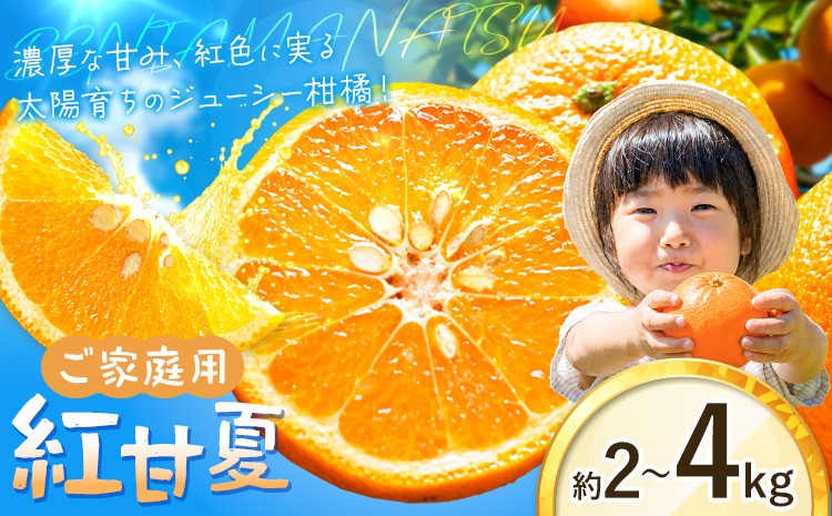 
                  めっちゃ甘夏！みかんの名産地・和歌山が誇るジューシーな柑橘 紅甘夏 選べる内容量 約2kg 約4kg《2027年2月中旬-3月末頃出荷》和歌山県 日高町 柑橘類 紅あまなつ 紅甘なつ みかん わけあり 果物 フルーツ お取り寄せフルーツ
                