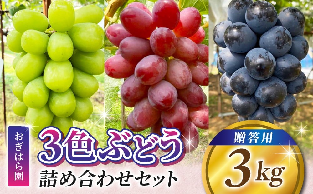 
                  【先行受付2026年発送】農家直送！贈答用3色ぶどうの詰め合わせセット 3kg（6～10房）｜おぎはら園（シャインマスカット、種なし巨峰、ナガノパープル 、クイーンニーナ、クイーンルージュ(R)など）　※2026年9月中旬～10月上旬順次発送
                