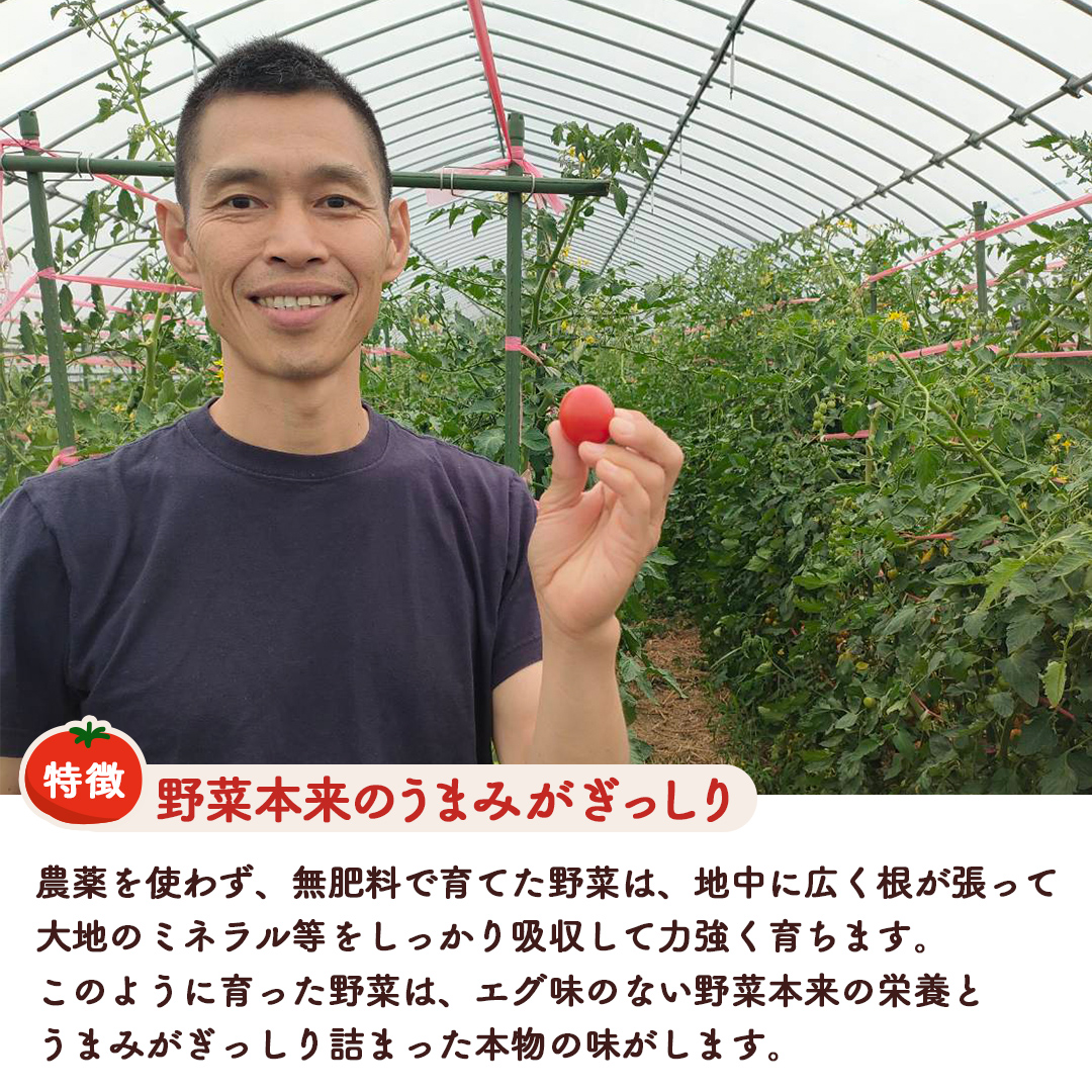 今夏お届け！ 農薬 ・ 肥料 不使用 ミニトマト の 詰め合わ