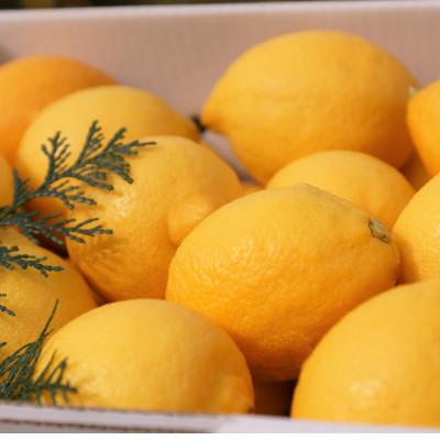 ふるさと納税 日高町 ★先行受付★【ノーワックス】国産 紀州 レモン 約5kg(サイズおまかせ) |  | 02