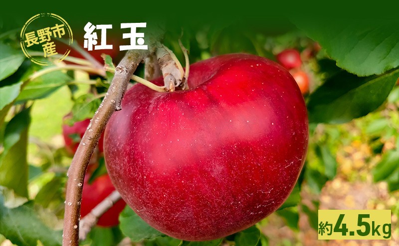 
                  牧野果樹園　長野市産「紅玉」約4.5kg （18～22玉） |  りんご 紅玉 フルーツ 果物 人気 おすすめ ギフト プレゼント 送料無料 長野県 長野市 信州 信濃 ふるさと納税
                