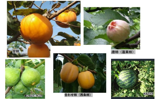 【先行予約】山陰浜田の無花果「キング」ほか果物５種セット【定期便】 【113_2056】
