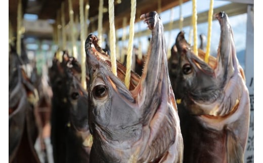 【2026年12月中旬より発送】新巻鮭 丸ごと 1本(輪切り) 