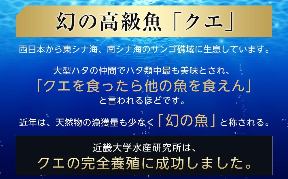 近大クエ鍋セット ( 500g ）こだわりだしぽん酢付き【2025年11月中旬～12月中旬発送】