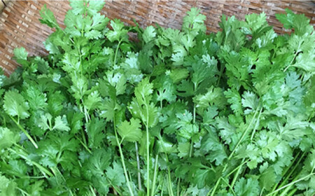 【先行予約販売】糸島産 パクチー 1kg （100g×10袋） 糸島市 / MURA FARM[AFD002]