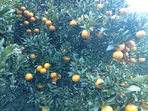 【ふるさと納税】【周防大島産】太田ポンカン（晩柑類） 10kg