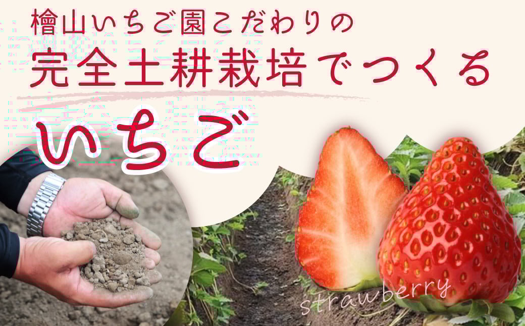 こだわりの土耕栽培で育てた味と香りが濃い苺「いばらキッス」を朝採れの新鮮なままお届け