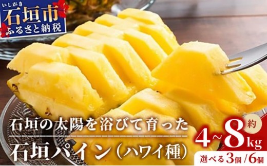 
                  ＜先行受付＞石垣パイン ハワイ種 3個 or 6個 セット ＜2026年7月上旬以降発送＞ | パイナップル パイン ハワイ種 4kg 8kg 果物 くだもの フルーツ 果実 国産 沖縄県 沖縄 石垣 石垣島 石垣市 ふるさと 人気
                