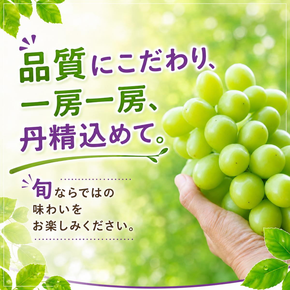ぶどう 巨峰 葡萄 グレープ 果物 フルーツ 甘い おいしい 旬