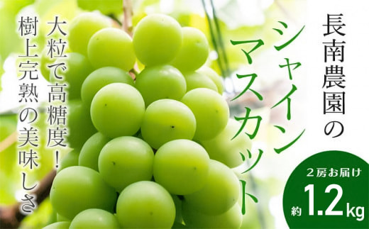 【令和8年産先行予約】 シャインマスカット 2房 約1.2kg　山形県鶴岡市産　長南農園