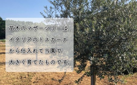 オリーブ 苗木 オリーブの木 一鉢 苗木3本 植物 鉢植え インテリア 植物
