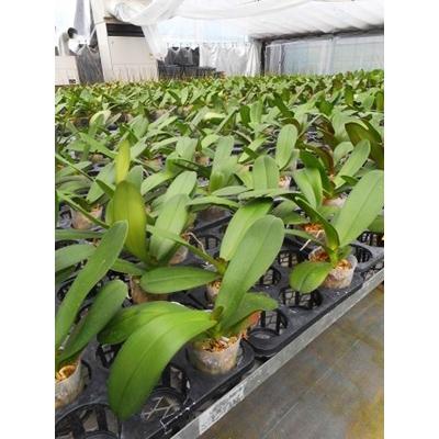 ふるさと納税 開成町 ★胡蝶蘭を育てようセット★【苗×1株】【水コケ×1】【肥料×1】