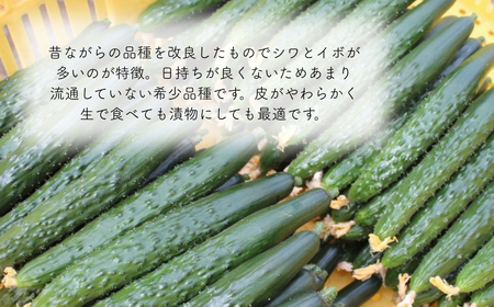 【先行予約】四川きゅうり 1.5kg 本田農園 野菜 ギフト | 石川県 小松市 本田農園