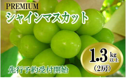 【2025収穫分先行予約】山梨県産大粒で甘さ抜群プレミアムなシャインマスカット2房で1.3kg以上