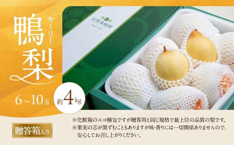 梨 2026年 先行予約 鴨梨（ヤーリー）6～10玉 約4kg 贈答箱 【11月下旬～12月中旬頃発送】ナシ なし 岡山県産 国産 フルーツ 果物 ギフト 石原果樹園 ヤーリー 
