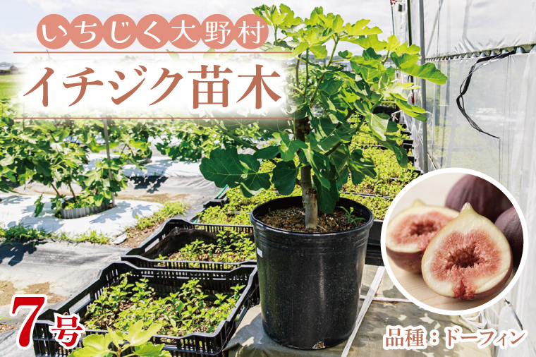 イチジク苗木 7号 【なえぎ 観葉 植物 いちじく 自宅 ポット ドーフィン 茨城県 鹿嶋市】（KAE-7）