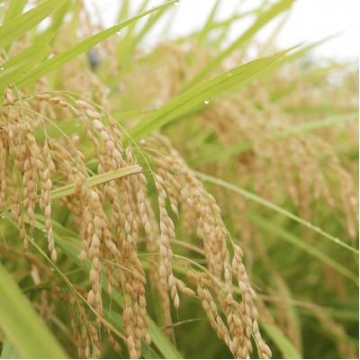 ふるさと納税 那須塩原市 那須山麓ミネラル米(精米)5kg |  | 01