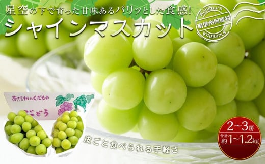 【先行予約】＜9月下旬頃～配送＞南信州阿智村 シャインマスカット｜果物 フルーツ 期間限定 数量限定 ぶどう 葡萄 1.0～1.2kg 信州 長野