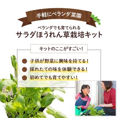 ふるさと納税 四万十町 ベランダでも育てられるサラダほうれん草栽培キット