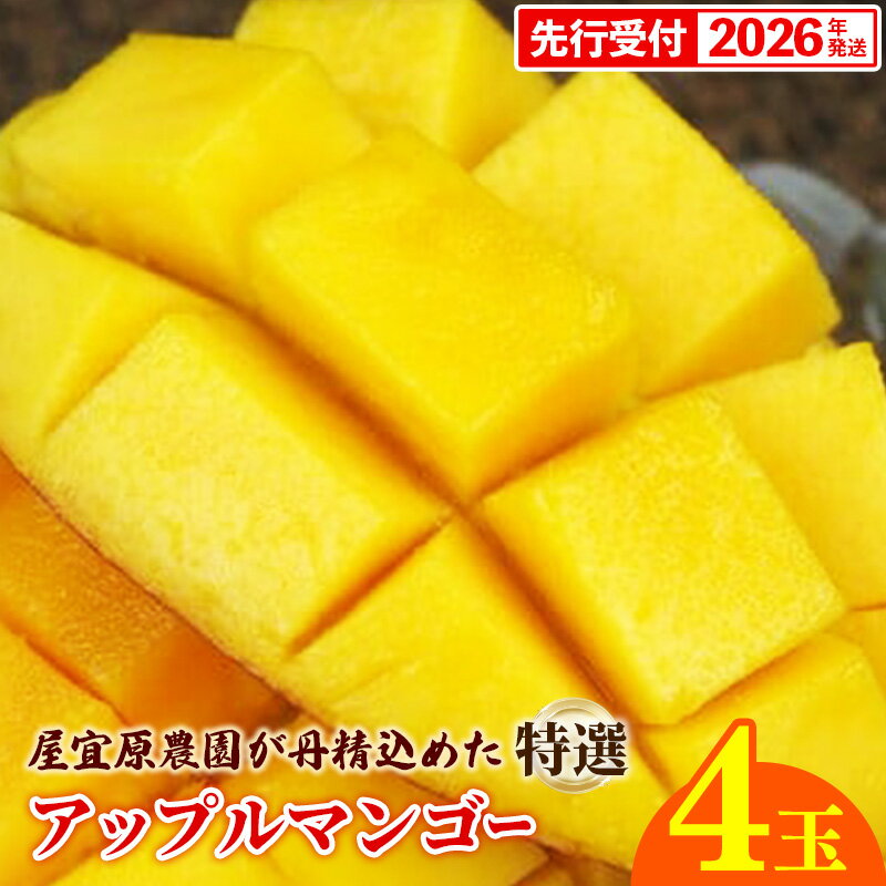 【ふるさと納税】【先行受付】【2026年発送】屋宜原農園が丹精込めた「完熟アップルマンゴー」特選4玉 - 先行予約 沖縄県産 産地直送 南国フルーツ 旬の味覚 旬のフルーツ 贈り物 ギフト 沖縄県 八重瀬町