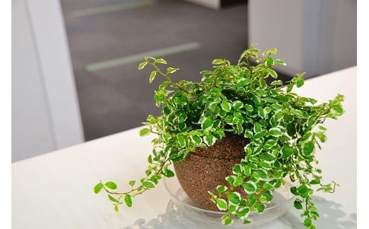 ※鉢皿・植物はセット品ではありません。