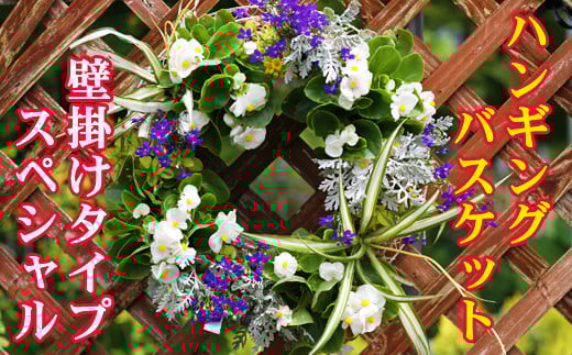 【 2026年 3月より発送開始】東北最大級のガーデニング専門店 厳選 『ハンギングバスケット』スペシャル 壁掛けタイプ 12種類 ～ 14種類 【花工房らら倶楽部】 花 生花 フラワー 植物 観葉植物 バスケット 季節 インテリア ガーデニング 庭 玄関 ベランダ 国産 産地直送 期間限定 人気 おすすめ 予約 早期予約 先行予約
